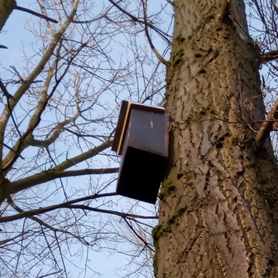 Our first bird box ready for its first nest