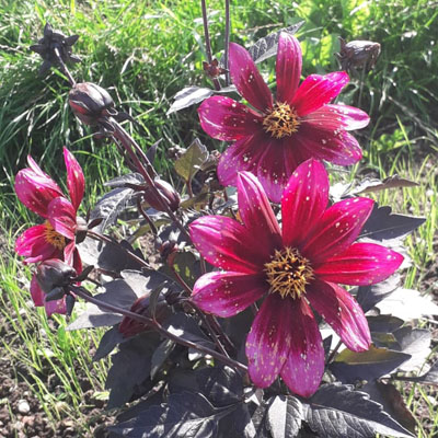 Introducing more flowers to campus