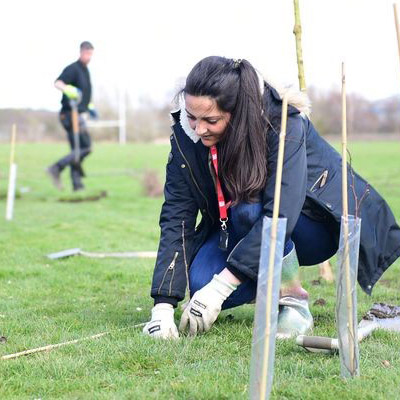 Planting hedges