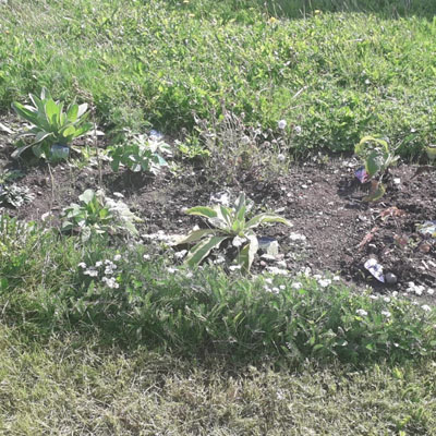Creating spaces for plants to grow