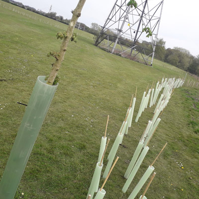 New saplings and hedges