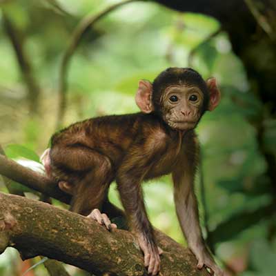 A baby monkey sitting and gripping onto a tree branch