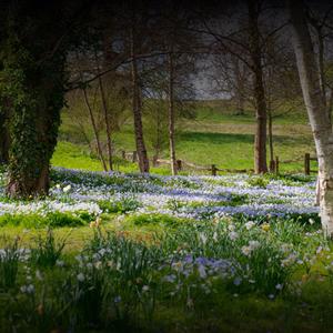 An image of woodland with grassy spaces covered with blue and white wild flowers and a wooden fence