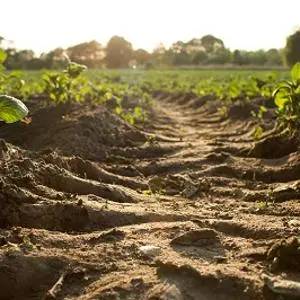 An image of crops on farmland