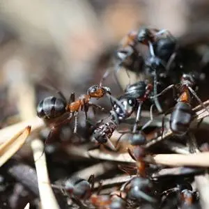 Macro photograph of black and reddish ants clustered on a textured surface.