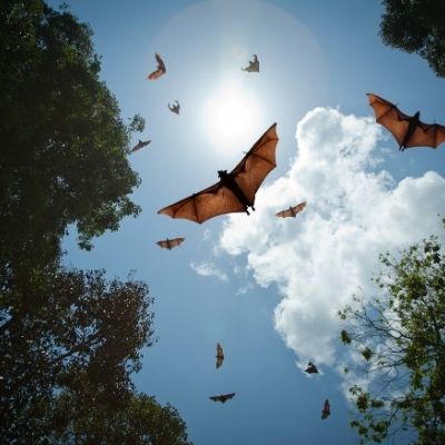 Several bats fly between dark tree canopies against a bright blue sky.