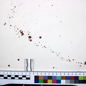 A line of dark red spots splattered on white paper framed by a ruler