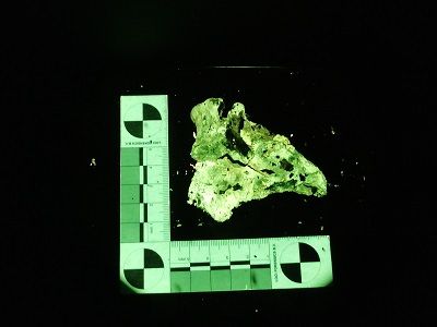 Fluorescent animal bone glows green beside a forensic measuring scale on a black background.