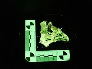 Fluorescent animal bone glows green beside a forensic measuring scale on a black background.