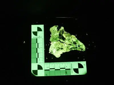 Fluorescent animal bone glows green beside a forensic measuring scale on a black background.