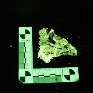 Fluorescent animal bone glows green beside a forensic measuring scale on a black background.