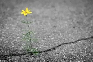 A flower growing from a crack in the ground
