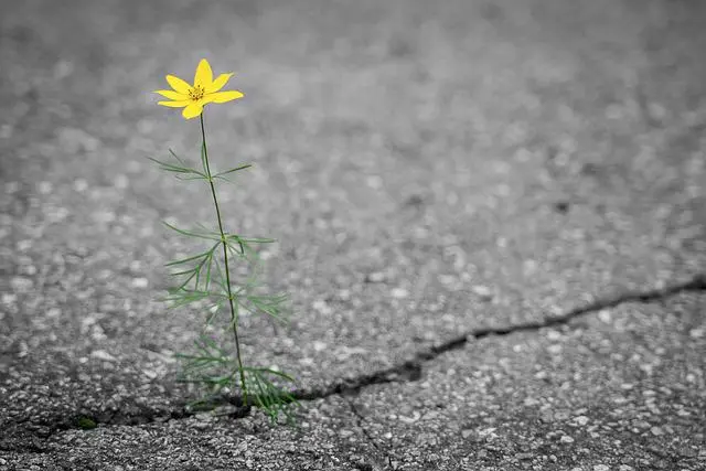 A flower growing from a crack in the ground
