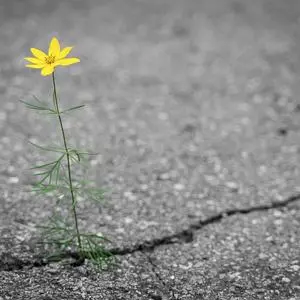 A flower growing from a crack in the ground