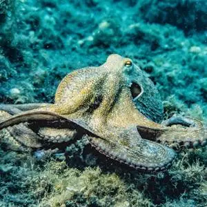 An octopus