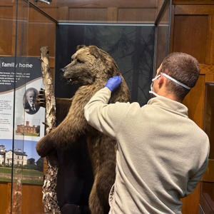 A man wearing a face mask and rubber gloves next to a taxidermy bear in a glass cabinet