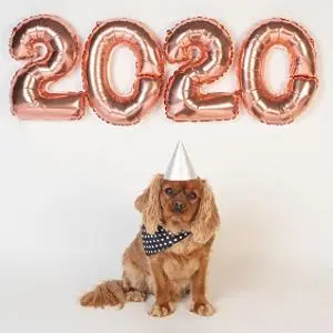 Small dog in a party hat sits beneath rose-gold balloons spelling '2020.'