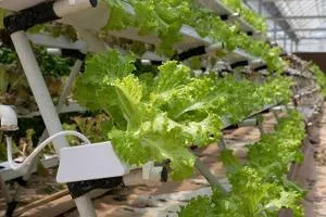 Rows of leafy green lettuce grow in white hydroponic channels inside a greenhouse.