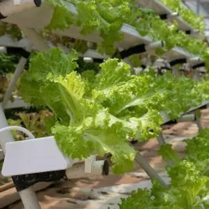 Rows of leafy green lettuce grow in white hydroponic channels inside a greenhouse.