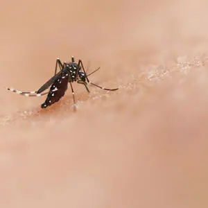 A mosquito pictured on human skin