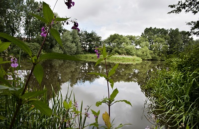 Calm river flows through a green nature reserve with purple flowers in the foreground.