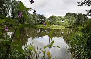 Calm river flows through a green nature reserve with purple flowers in the foreground.