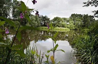 Calm river flows through a green nature reserve with purple flowers in the foreground.