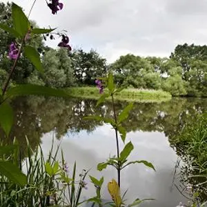 Calm river flows through a green nature reserve with purple flowers in the foreground.
