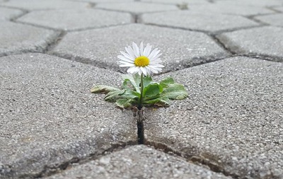 A flower growing from a crack in the pavement
