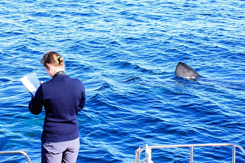 The expeditions will monitor basking sharks 