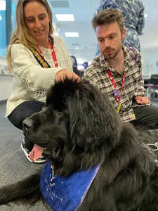 Two students stroking a newfoundland therapy dog