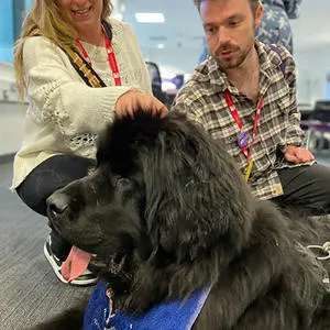 Two students stroking a newfoundland therapy dog