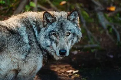 a wolf pictured in the wild