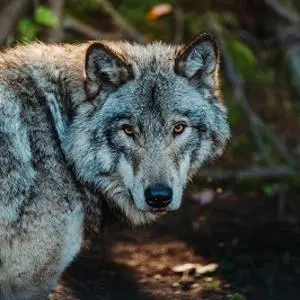 a wolf pictured in the wild