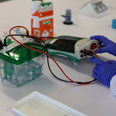 Western Blot
